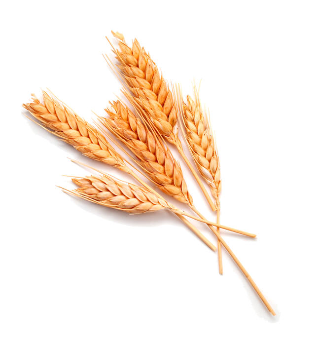 Grano
