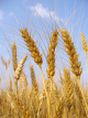 Grano